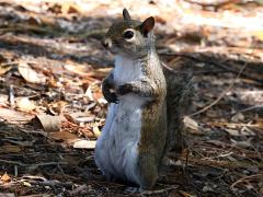 (Eastern Gray Squirrel) standing