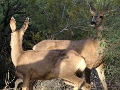 (Mule Deer) female pair
