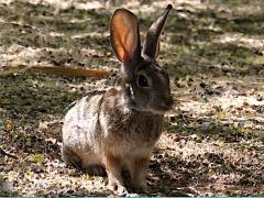 (Desert Cottontail) frontal