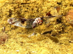 (Common Whitetail) female oviposits