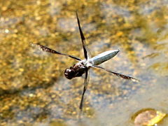 (Common Whitetail) male flying