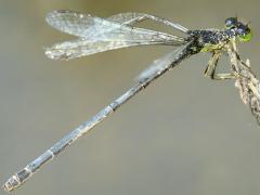 (Eastern Forktail) female abdomen