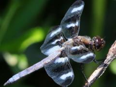 (Twelve-spotted Skimmer) male