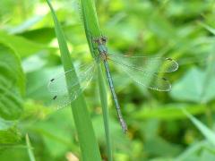 (Emerald Spreadwing) female dorsal