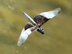 (Widow Skimmer) male flying
