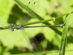 (Emerald Spreadwing) male dorsal