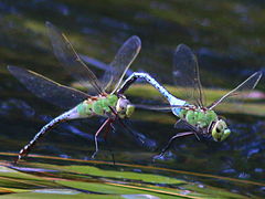 (Common Green Darner) pair flying