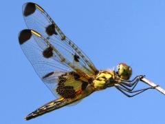 (Calico Pennant) female lateral