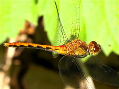 (White-faced Meadowhawk) female flying