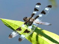 (Twelve-spotted Skimmer) male