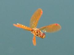 (Eastern Amberwing) male cruising