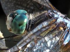 (Blue Dasher) male face