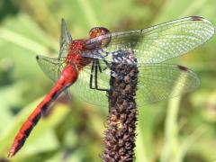 (White-faced Meadowhawk) male