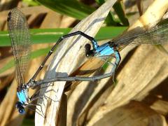 (Blue-fronted Dancer) mating wheel