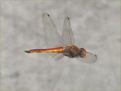 (Wandering Glider) male hovers
