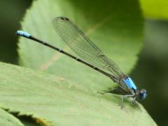 (Blue-fronted Dancer) male