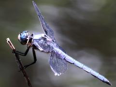(Great Blue Skimmer) male
