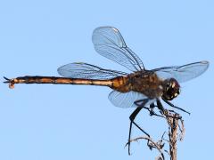 (Four-spotted Pennant) male