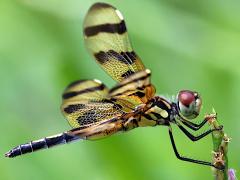 (Halloween Pennant) female lateral
