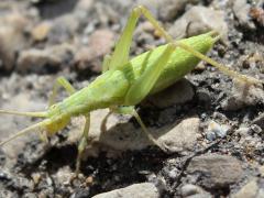 (Snowy Tree Cricket) lateral