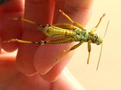 (Red-legged Grasshopper) male jumping Jamie