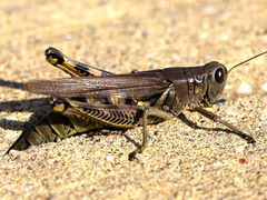 (Differential Grasshopper) female ovipositing