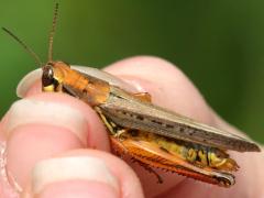 (Red-legged Grasshopper) male Nichelle