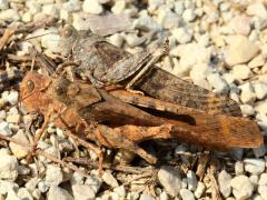 (Carolina Grasshopper) ovipositing threesome