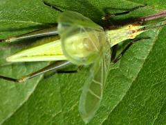 (Forbes' Tree Cricket) male stridulating