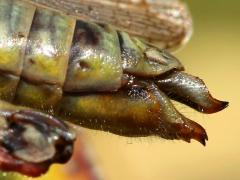 (Red-legged Grasshopper) female ovipositor open
