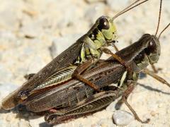 (Red-legged Grasshopper) mating