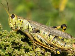 (Differential Grasshopper) female