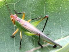 (Black-legged Meadow Katydid) male