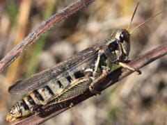 (Red-legged Grasshopper) gravid female