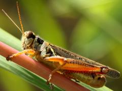 (Red-legged Grasshopper) male