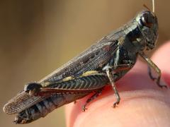 (Red-legged Grasshopper) female