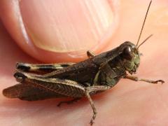(Red-legged Grasshopper) male thumb