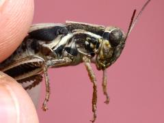 (Red-legged Grasshopper) male nymph James