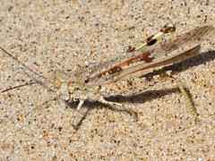 (Seaside Grasshopper) male