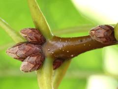 (Pin Oak) buds
