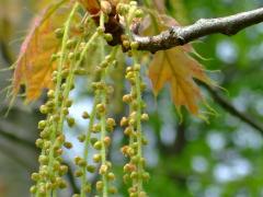 (Pin Oak) catkin buds