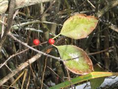(Winterberry Holly)