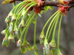 (Silver Maple) catkins fruiting