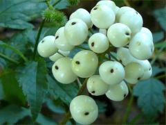 (Red Baneberry) fruit
