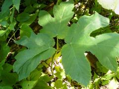 (Common Cowparsnip) leaves
