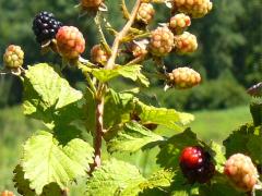 (Rose Blackberry) fruit