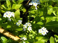 (True Forget-me-not)