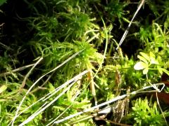 (Sphagnum Moss)