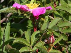 (Early Wild Rose)