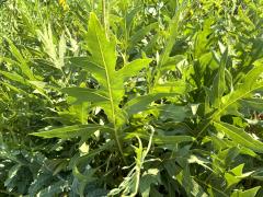 (Compass Plant) leaves